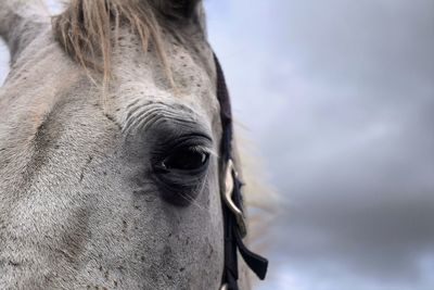 Close-up of horse