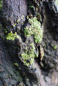 Close-up of moss growing on tree trunk