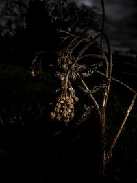 Close-up of plant against blurred background