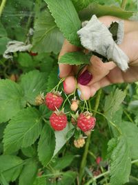 Close-up of hand holding berries growing on plant