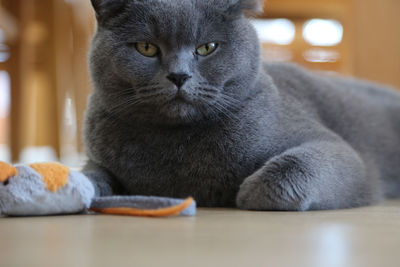 Close-up portrait of cat sitting