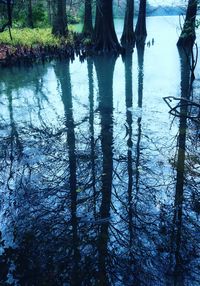 Reflection of trees in lake