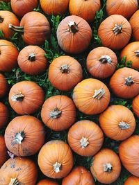 High angle view of pumpkins