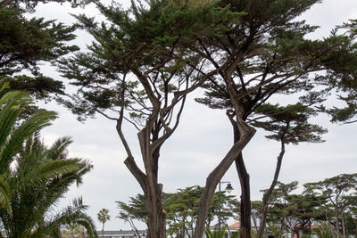 Low angle view of trees in forest against sky