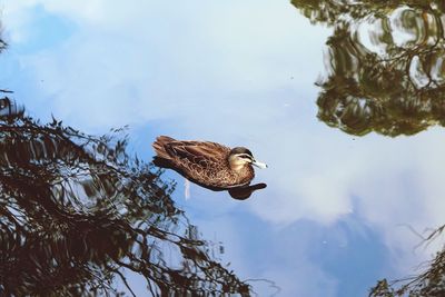 Bird in lake