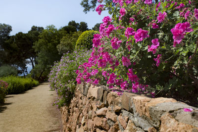 Pink flowering plants in garden