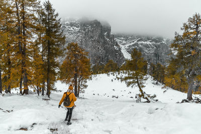 Rear view of female hiker walking on snowy path leading to larch tree forest under misty mountains