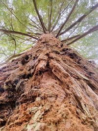 Low angle view of tree trunk