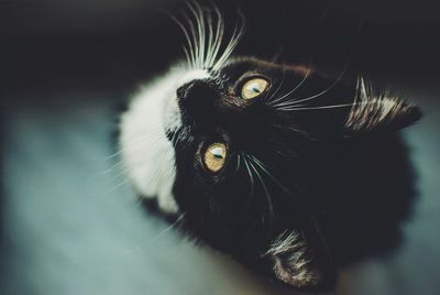 Close-up portrait of cat