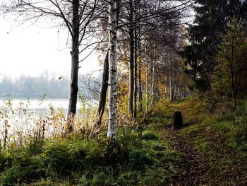 View of trees in forest