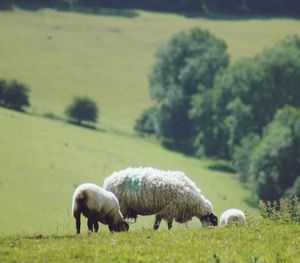 Sheep grazing in field