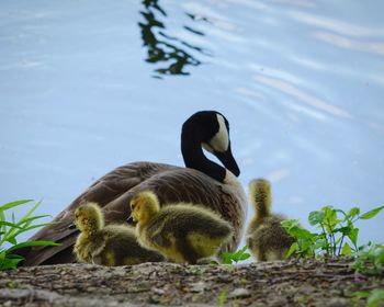 Duck in a lake