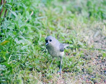 Close-up of bird perching on a field