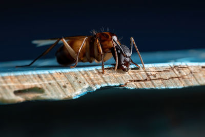 Close-up of insect on wood