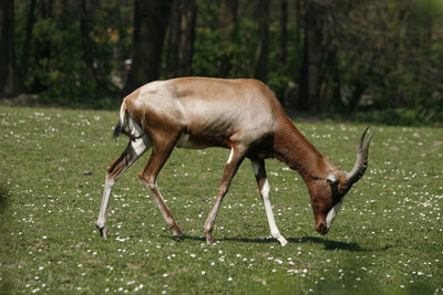 Side view of a horse on field