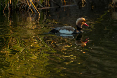 Ducks swimming in lake