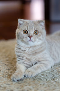 Cute scottish fold kitten at home, looking at camera
