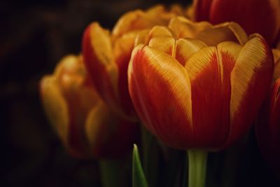 Close-up of red tulip