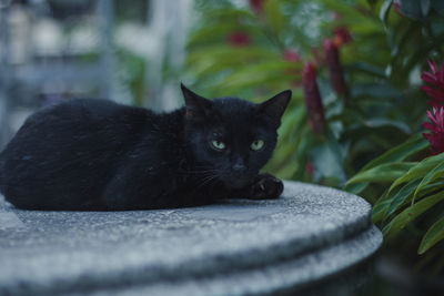 Portrait of black cat resting