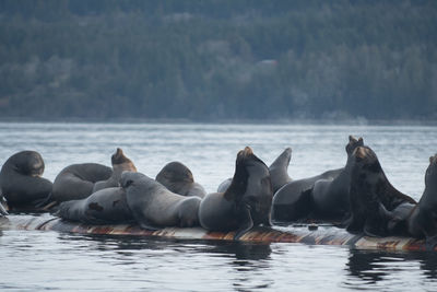 Close-up of sea lions in sea