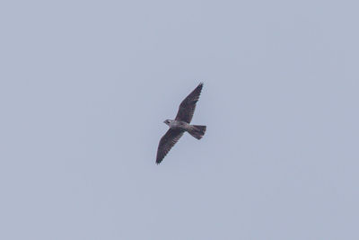 Low angle view of eagle flying in sky
