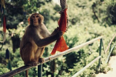 Monkey sitting on railing against trees