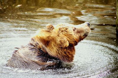 Close-up of lion in water