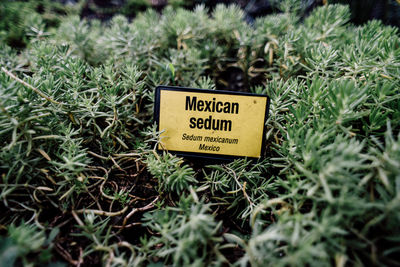 Close-up of sedum stonecrop