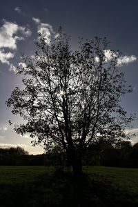 Silhouette tree on field against sky