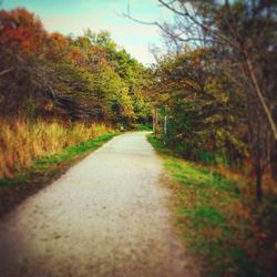 Empty road along trees