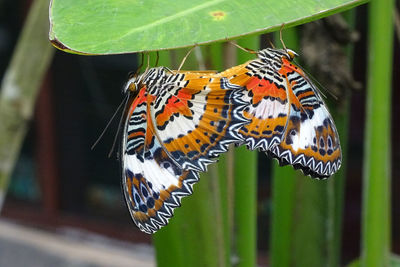 Butterfly on leaf