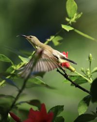 Bird perching on a plant