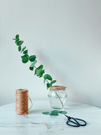 A still life image with a eucalyptus branch