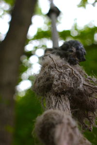 Close-up of tree trunk in forest