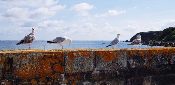 Seagulls perching on retaining wall
