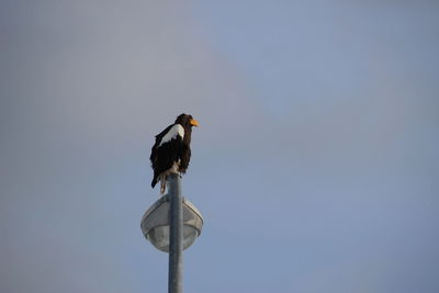 Low angle view of bird perching on pole