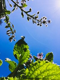 Low angle view of butterfly on plant