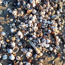 High angle view of seashells on pebbles