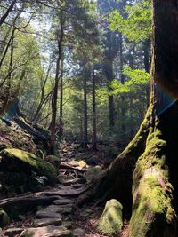 Dirt road amidst trees in forest