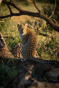 Leopard on tree trunk