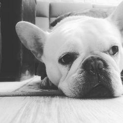 Close-up portrait of a dog