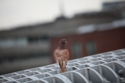 Close-up of small bird sculpture