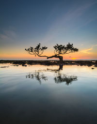 Reflection of tree in lake against sky during sunset