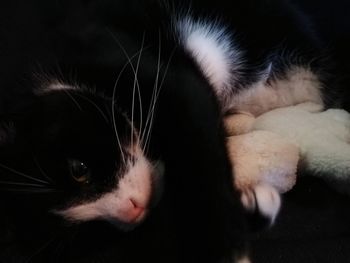 Close-up of cat