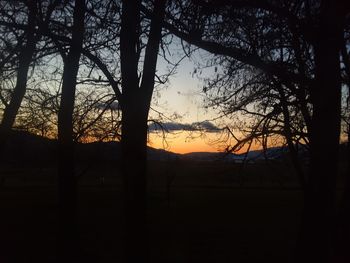 Silhouette trees against sky during sunset