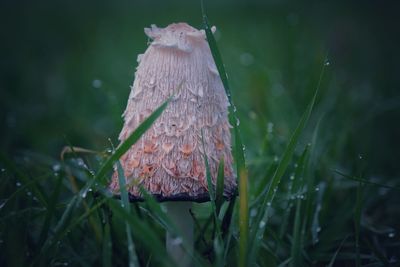 Close-up of wet mushroom growing on field