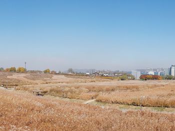 Scenic view of agricultural field against clear blue sky