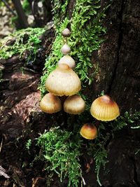 Close-up of mushrooms growing on tree trunk