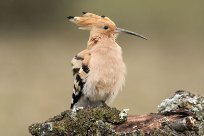 Close-up of bird perching on rock