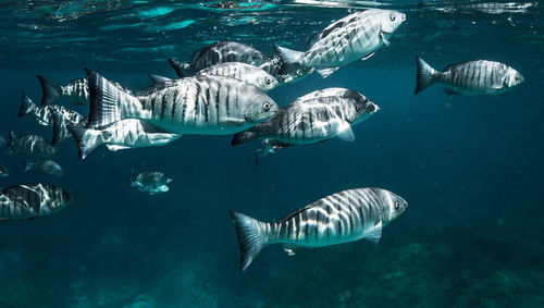 School of fish swimming in sea